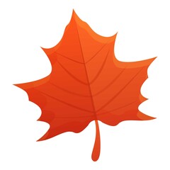 Poster - Maple red leaf icon. Cartoon of maple red leaf vector icon for web design isolated on white background