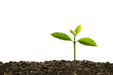 Wall Mural - Green sprout growing out from soil isolated on white background..