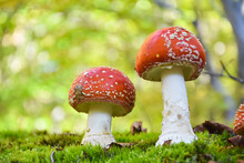 Amanita Muscaria, Fly Agaric In Moss In Forest. Magic Mushrooms Background