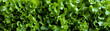 juicy crispy salad leaves banner. Lettuce lettuce vitamins natural bio eco. texture background. vegan raw food low calorie diet concept