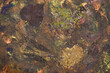 Pomalowane i zatopione liście w farbie, w namalowanym, abstrakcyjnym tle, struktura.