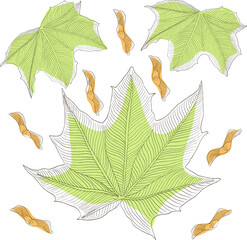 maple leaf background, vector illustration.