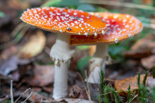 Two Red Fly Agarics In The Forest