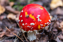 Red Fly Agaric Mushroom In The Forest