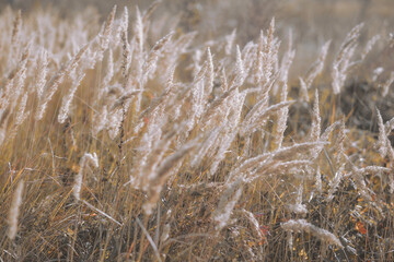 Wall Mural - soft focus blurred background image of sunrise in field. autumn rural landscape with fog, sunrise an