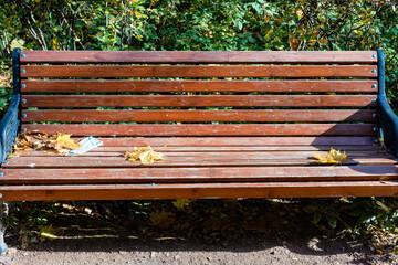 Poster - front view of wooden bench with used medical face mask and yellow fallen maple leaves in city park on sunny autumn day