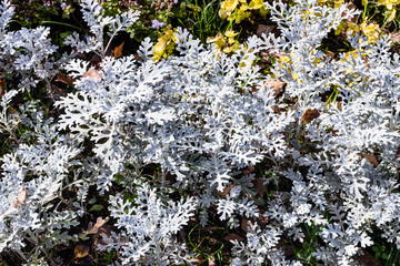 Canvas Print - senecio cineraria silver dust (silver ragwort) plant close up in flowerbed on sunny autumn day