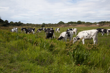 Black and white cows grazing in a field in Wareham, Dorset in the south of England