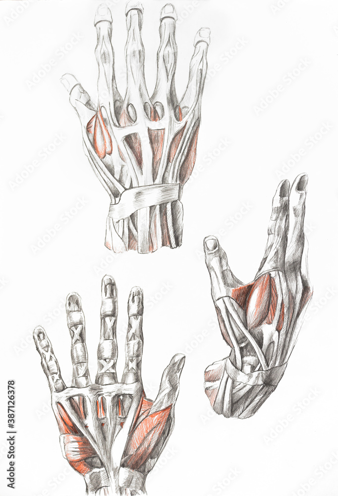 hand's muscles painting with pencils. Art of human muscles. Red and black painting. Medical illustration