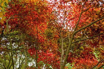 autumn colour at batsford arboretum, morton-in-marsh, cotswolds uk