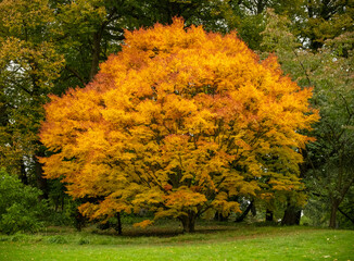 autumn colour at batsford arboretum, morton-in-marsh, cotswolds uk