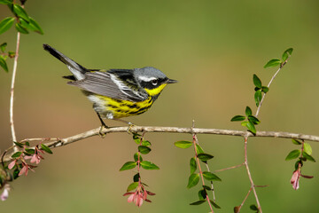 magnolia warbler, setophaga magnolia