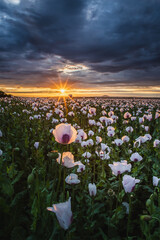 Poster - Sunset over white poppy