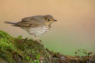 swainson's thrush, catharus ustulatus