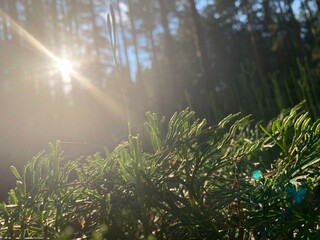 sun rays in the forest