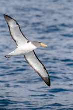 Chatham Albatross, Thalassarche Eremita