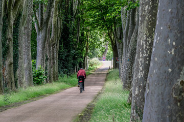 Wall Mural - the canal du midi near Toulouse