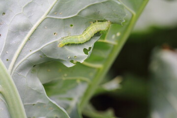 Wall Mural - Caterpillar of Silver Y moth caterpillar (Autographa gamma). It is a serious pest of various crops