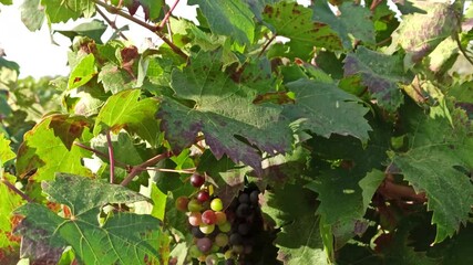 Wall Mural - Bunches of grapes in the rows in vineyard. Ripe wine grapes on vines. Ripening bunch of grapes on vines growing in nature. Red wine grapes on a grapevine. Viticulture.