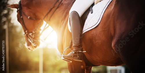 Fotomural A bay racehorse with a rider in the saddle, who has black boots with spurs, is illuminated by bright rays of sunlight