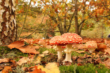A Beautiful Colorful Forest Landscape With Two Beautiful Red Fly Agaric Mushrooms With White Dots Closeup Between Fallen Leaves Between The Trees At A Sunny Day In Autumn