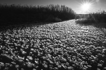 Abstraction black and white background for card and design. ice and snow