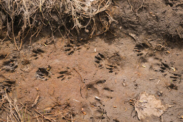 A hedgehog footprint in the sand in the forest, detailed.