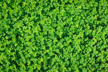 Green Patch Of Clover Provides A Background For St. Patrick S Day Images.