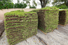 Pallets Of St. Augustine Sod Waiting To Be Sold At A Local Garden Center.