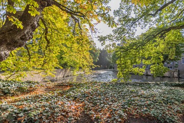 Wall Mural - Esplanade with climbing plants, tree branches with green and yellow leaves in the foreground, canal with calm water and trees in the background, sunny summer day in the Netherlands