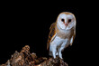 Barn owl perched at night on a log with dark background