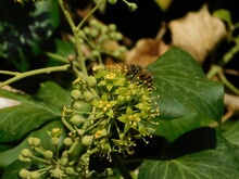 A Honey Bee, Or Apis Mellifera, Near Ivy, Or Hedera Helix Flowers, In Autumn