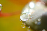 Fototapeta Kwiaty - Close up of a water drops on leaves