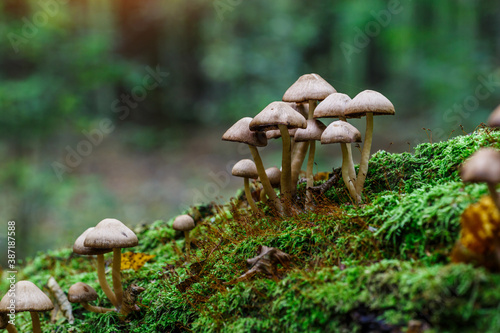 Mushrooms False honey fungus on a stump in a beautiful autumn forest.group fu...