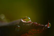 © maria - Close up of a water drops on leaves