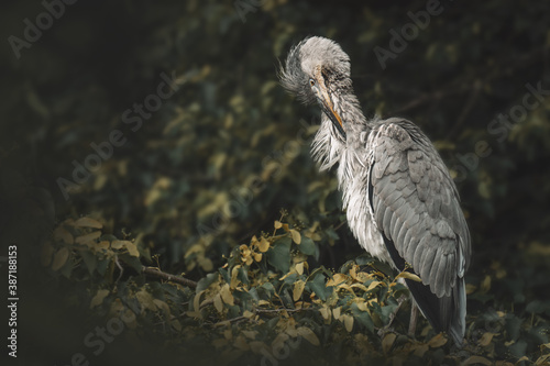 Papel de parede Great blue heron