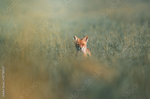 Tela Red fox in the field