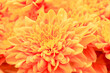 © Sergey - Orange floral background. Close-up. The photo.
