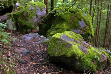 moss stones forest wood green мох камни лес