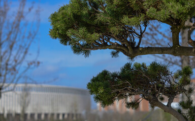 trees and sky