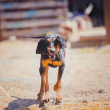 Hound Breed Dog Runs Straight To The Camera, Black Dog Runs To The Camera
