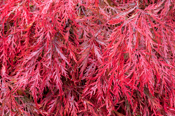 close up of crimson red autumn leaf colour of weeping laceleaf japanese red maple, acer palmatum 'ga