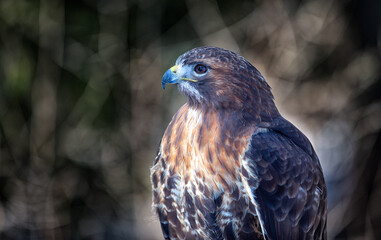 Fototapete - Golden Eagle