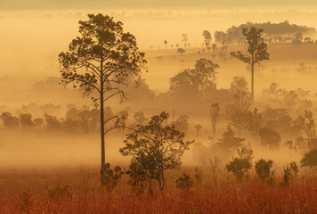 Wall Mural - The sun light in the beautiful pine forest