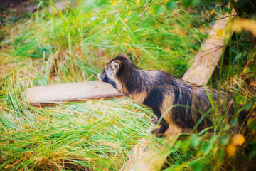 A raccoon dog rescued from a fur production is in a reserve, a raccoon dog in its natural habitat, a young raccoon dog in a forest