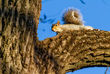 An Eastern Gray Squirrel (Sciurus Carolinensis) Is Lying On A Thick Branch Of A Tree And Looking Down With Curious Eyes At Sunset. Details Of It Whiskers, Fur And Tail Are Seen.