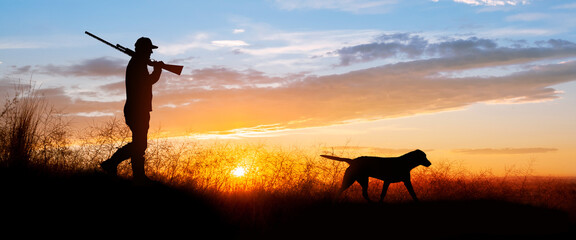 a chocolate (brown) labrador retriever out hunting for pheasants.