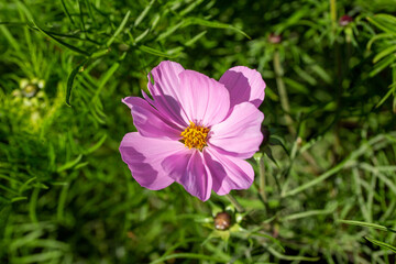 Wall Mural - Close up texture background view of a bright pink blooming cosmos flower in a sunny ornamental flower garden