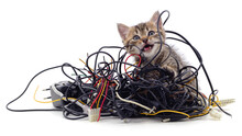 Kitten And A Pile Of Gnawed Wires.