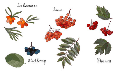 set of garden berries and leaves. blackberry, viburnum, rowan and sea buckthorn isolated on a white 